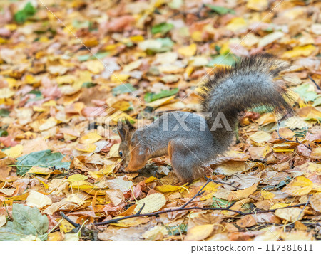 Squirrel in autumn hides nuts on the green grass with fallen yellow leaves 117381611