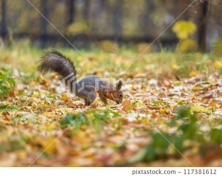 Squirrel in autumn hides nuts on the green grass with fallen yellow leaves 117381612