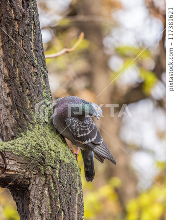 The fat pigeon sitting on a tree trunk with moss. The fat pigeon sitting on a tree trunk with moss. 117381621