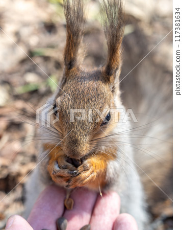 A squirrel in the spring or autumn eats nuts from a human hand. Eurasian red squirrel, Sciurus vulgaris 117381634