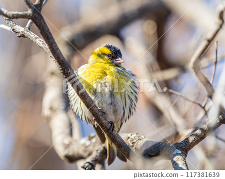 Eurasian siskin male, latin name spinus spinus, sitting on branch of tree. Cute little yellow songbird. 117381639