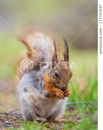 Squirrel eats a nut while sitting in green grass. Eurasian red squirrel, Sciurus vulgaris Squirrel eats a nut while sitting in green grass. Eurasian red squirrel, Sciurus vulgaris 117381647