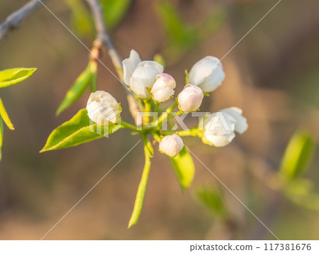 White blossoming apple trees. White apple tree flowers 117381676