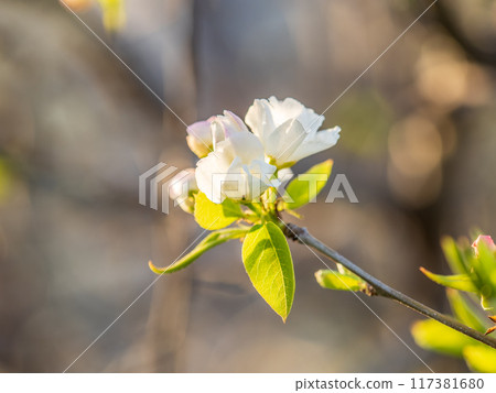 White blossoming apple trees. White apple tree flowers 117381680