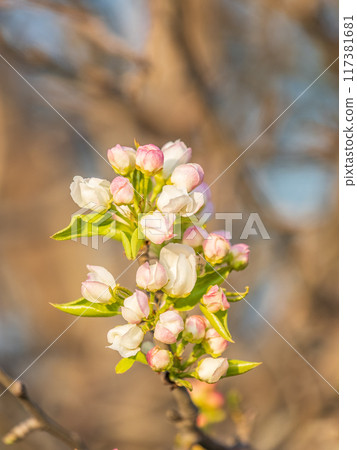 White blossoming apple trees. White apple tree flowers White blossoming apple trees. White apple tree flowers 117381681
