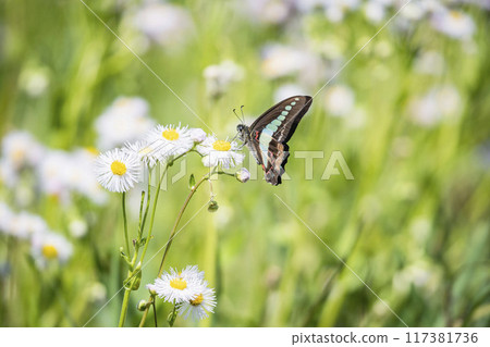Aosujihaha and flowers 117381736