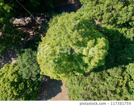 Drone aerial view of green forest landscape in summer park 117381759