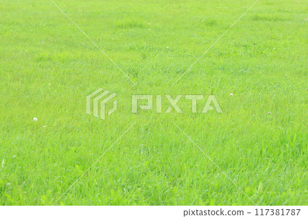 Hokkaido, Eastern Hokkaido, Summer pastures, refreshing scenery, wide copy space Hokkaido, Eastern Hokkaido, Summer pastures, refreshing scenery, wide copy space 117381787