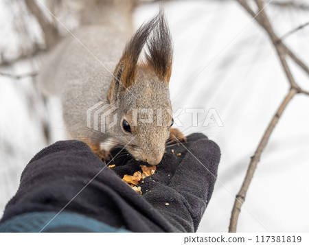 Squirrel eats nuts from a man's hand. Caring for animals in winter or autumn. 117381819