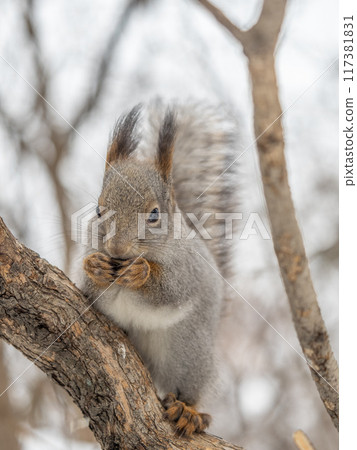 The squirrel with nut sits on tree in the winter or late autumn The squirrel with nut sits on tree in the winter or late autumn 117381831