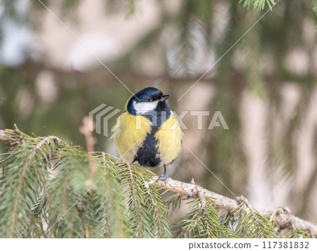 Cute bird Great tit, songbird sitting on the fir branch Cute bird Great tit, songbird sitting on the fir branch 117381832