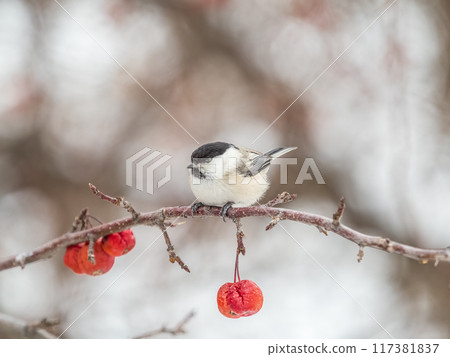 Cute bird the willow tit, song bird sitting on a branch without leaves in the winter. Cute bird the willow tit, song bird sitting on a branch without leaves in the winter. 117381837