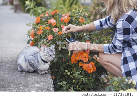 girl gardener prunes diseased and withered roses in the garden with secateurs 117381913