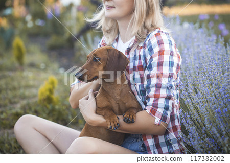 dachshund dog with his owner in a sunny summer lavender park 117382002