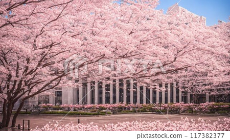 櫻花盛開的醫院相關設施 117382377