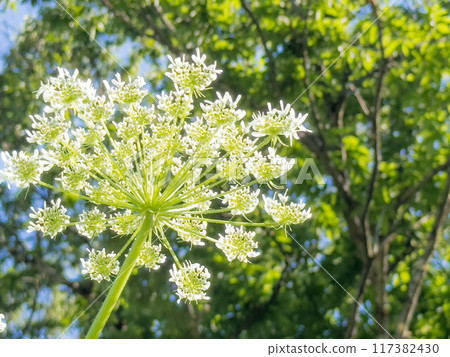 White flowers of early summer - Oohanaudo 117382430