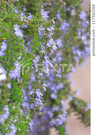 Light purple rosemary 117382568