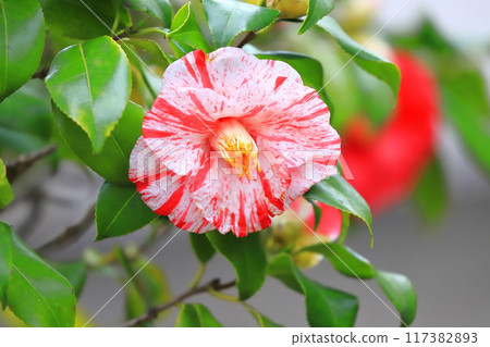 Camellias in full bloom, white and red tie-dye 117382893