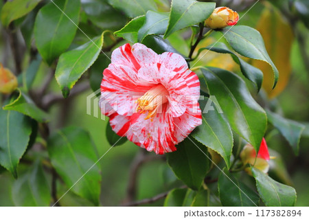 山茶花盛開，白色和紅色擠壓 117382894