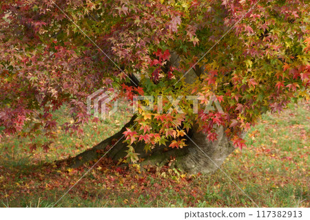Giant maple colorful leaves / Giant maple tree starting to turn color - Close-up 117382913