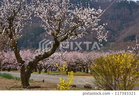 Nagano Prefecture, Anzu no Sato, Apricot Flowers 117383321