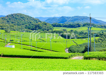 夏季富士河內茶園 山口縣宇部市 117383383