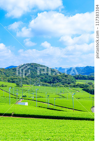 夏季富士河內茶園 山口縣宇部市 117383384