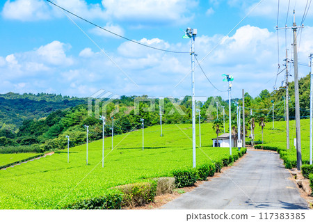 夏季富士河內茶園 山口縣宇部市 117383385