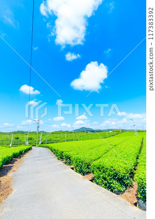 夏季富士河內茶園 山口縣宇部市 117383392