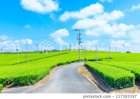 Fujikawachi Tea Farm in Summer, Ube City, Yamaguchi Prefecture 117383397