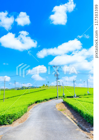 夏季富士河內茶園 山口縣宇部市 117383399