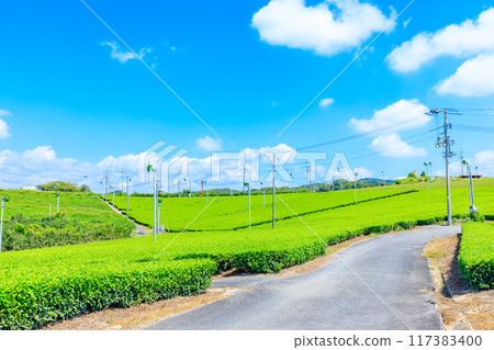 Fujikawachi Tea Farm in Summer, Ube City, Yamaguchi Prefecture 117383400