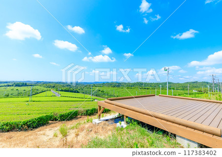 夏季富士河內茶園 山口縣宇部市 夏季富士河內茶園 山口縣宇部市 117383402