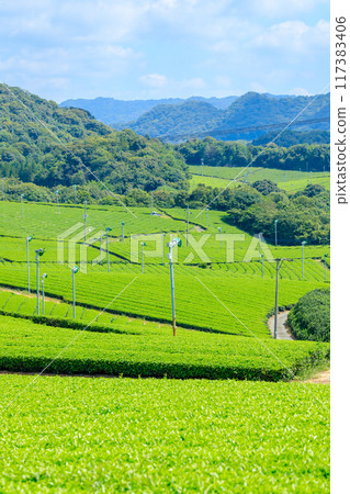 夏季富士河內茶園 山口縣宇部市 夏季富士河內茶園 山口縣宇部市 117383406