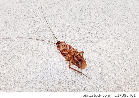 A close-up image of a dead cockroach lying on its back, showcasing its detailed anatomy and the stark contrast against a speckled white surface. Perfect for pest control and scientific use. A close-up image of a dead cockroach lying on its back, showcasing its detailed anatomy and the stark contrast against a speckled white surface. Perfect for pest control and scientific use. 117383461