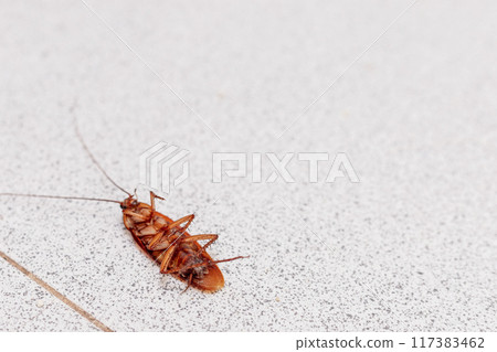 A close-up image of a dead cockroach lying on its back, showcasing its detailed anatomy and the stark contrast against a speckled white surface. Pest control. Copy space for text. A close-up image of a dead cockroach lying on its back, showcasing its detailed anatomy and the stark contrast against a speckled white surface. Pest control. Copy space for text. 117383462