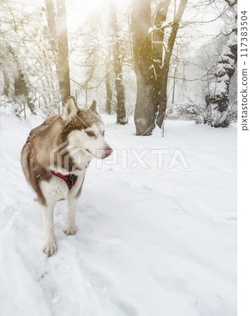 Siberian husky dog portrait in winter. Brown Siberian sled dog husky over snowy background. 117383504