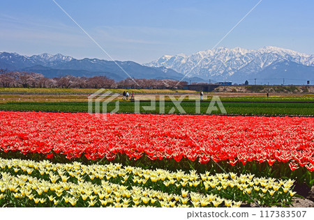 富山縣旭町、旭船川、櫻花、鬱金香、立山連峰 117383507