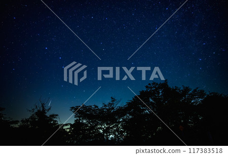 夜空中的星星:樹木的輪廓和佈滿星星的天空 夜空中的星星:樹木的輪廓和佈滿星星的天空 117383518