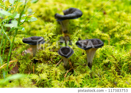 Black chanterelle mushrooms in wild forest. Black chanterelle mushrooms in wild forest. 117383753