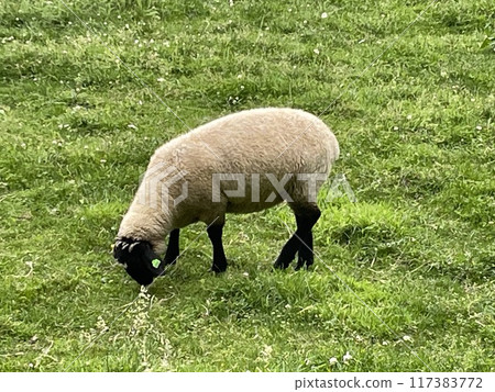 A sheep A sheep 117383772