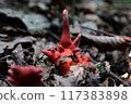 火焰茸 117383898