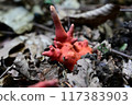 火焰茸 117383903