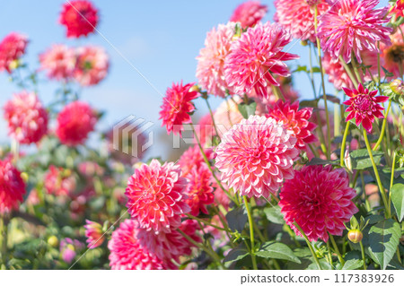 Red pompom dahlia and blue sky 117383926
