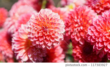 Red Pompon Dahlia Background 117383927
