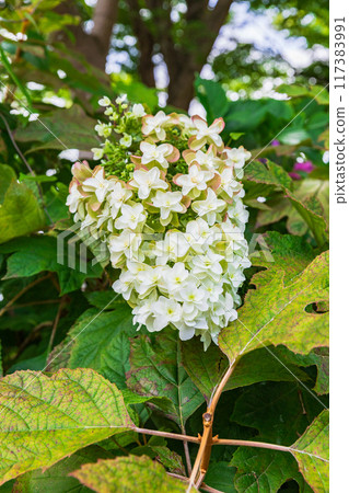 大平山繡球花（栃木縣栃木市） 117383991