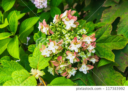 Hydrangeas on Mt. Ohira (Tochigi City, Tochigi Prefecture) 117383992