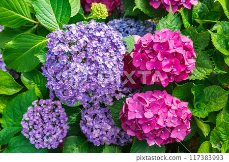 大平山繡球花（栃木縣栃木市） 117383993