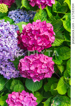 大平山繡球花（栃木縣栃木市） 117383994