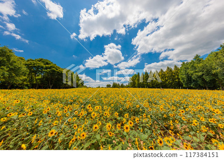 Sunflower field ultra-wide angle (Sera Highlands Farm, Sera-cho, Sera-gun, Hiroshima Prefecture) 117384151